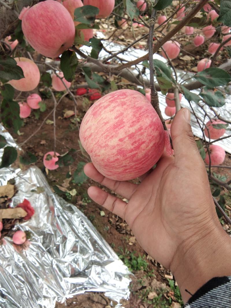 塞富苹果全红全色高海拔火石山表光艳丽