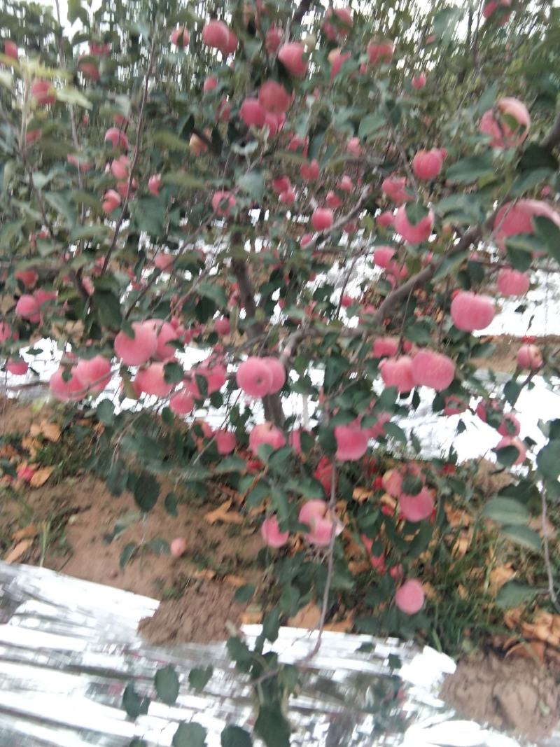 塞富苹果全红全色高海拔火石山表光艳丽