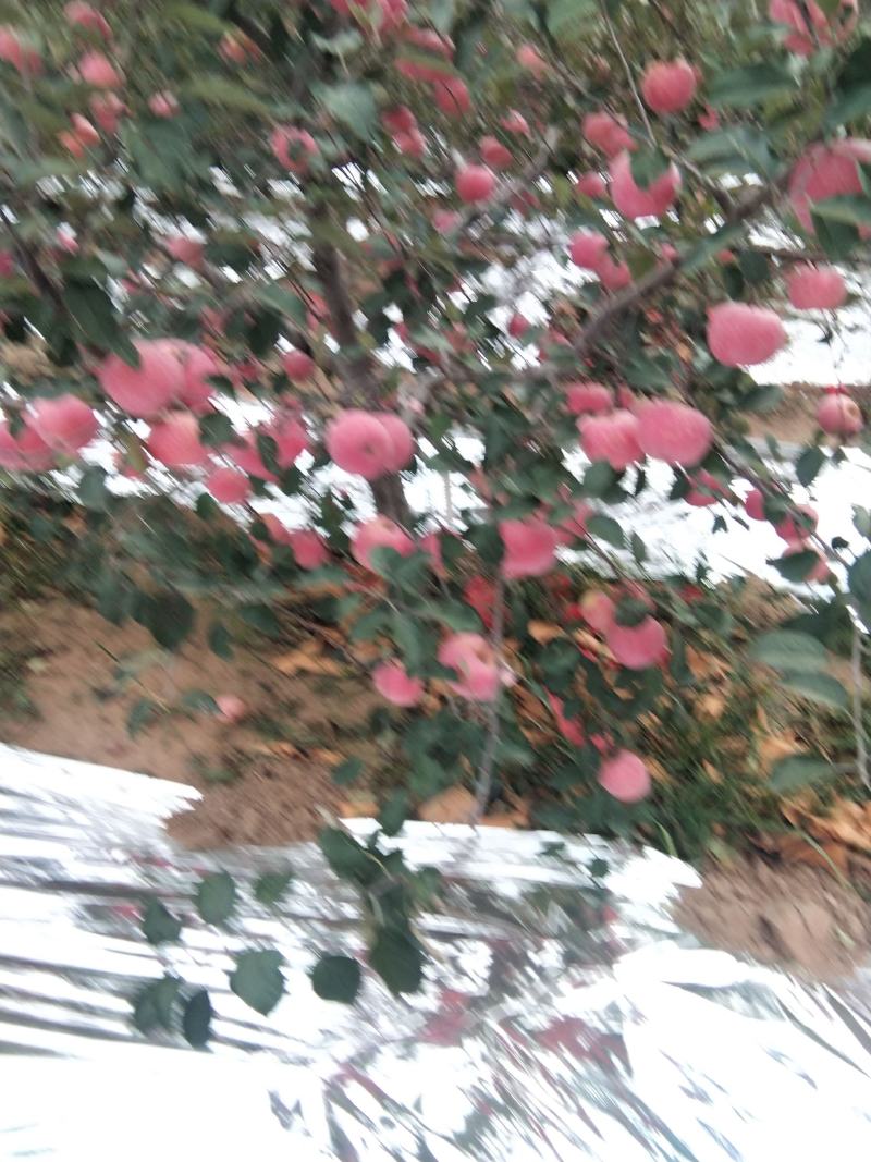 塞富苹果全红全色高海拔火石山表光艳丽