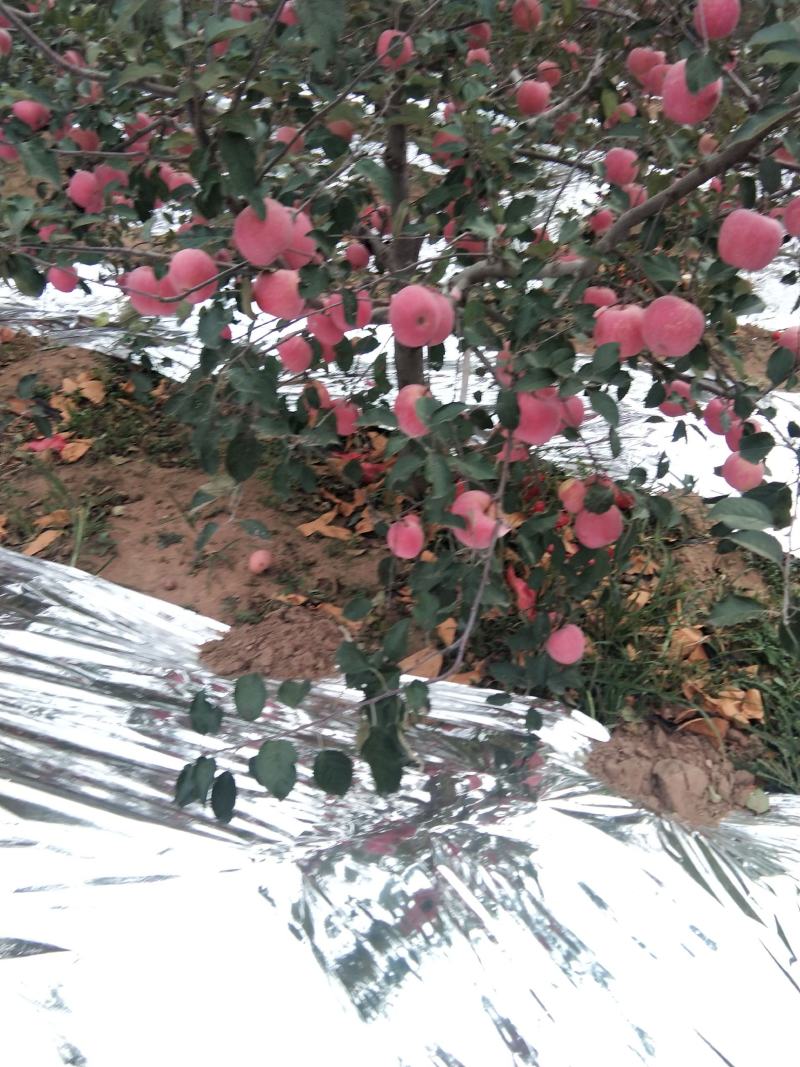 塞富苹果全红全色高海拔火石山表光艳丽
