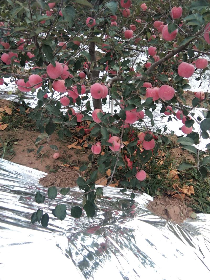 塞富苹果全红全色高海拔火石山表光艳丽