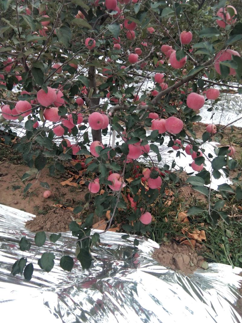 塞富苹果全红全色高海拔火石山表光艳丽