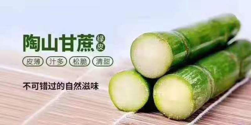 陶山青皮白玉甘蔗上市了江浙沪包运费