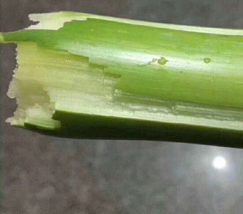 陶山青皮白玉甘蔗上市了江浙沪包运费