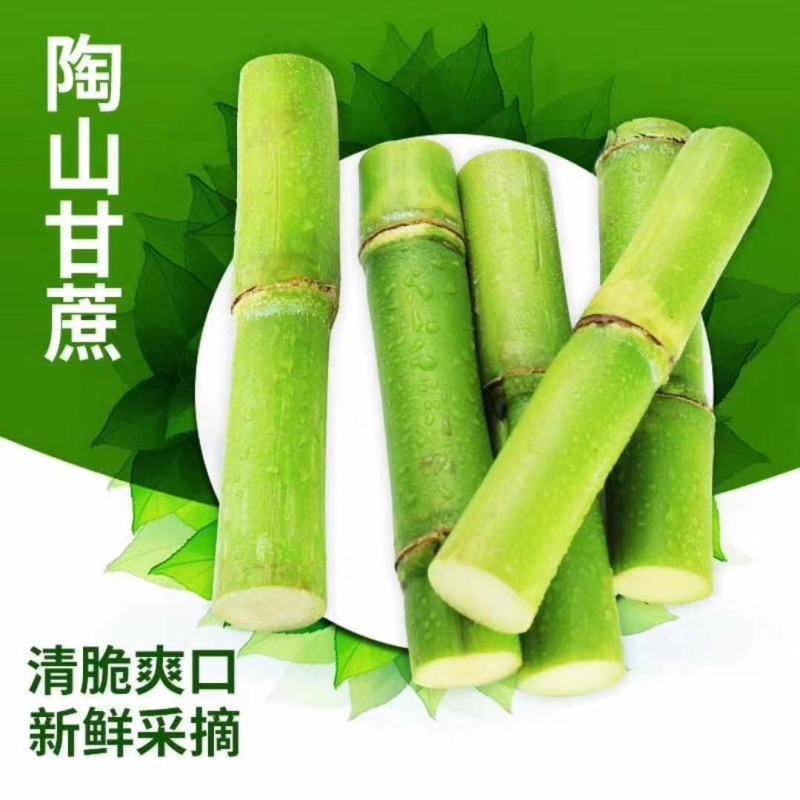 陶山青皮白玉甘蔗上市了江浙沪包运费