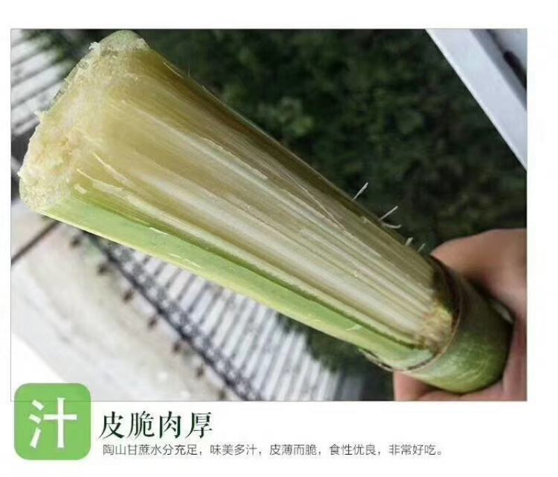 陶山青皮白玉甘蔗上市了江浙沪包运费