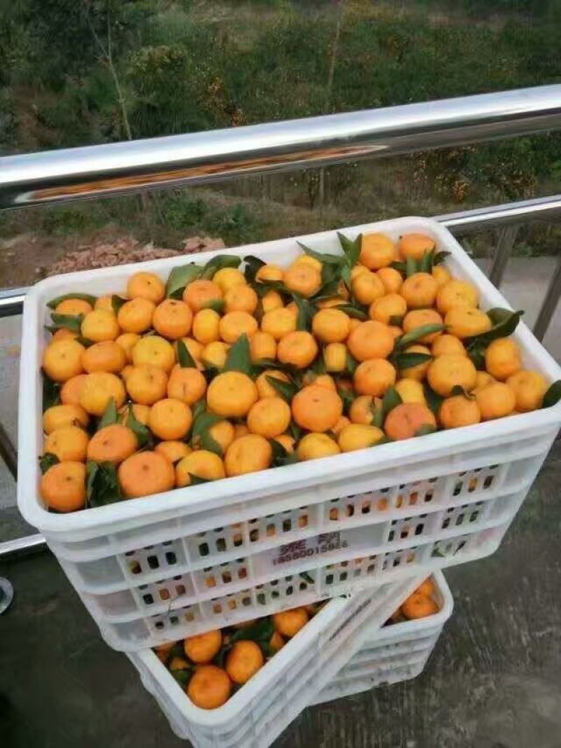 湖北贡桔南丰桔产地卖货货真价实，品质有保障欢迎采购
