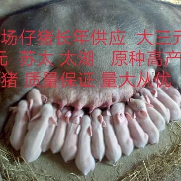 种猪太湖，苏太外三元，内三元，杜洛克，二元母猪