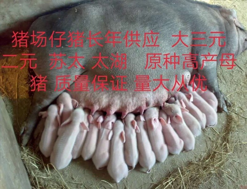 种猪太湖，苏太外三元，内三元，杜洛克，二元母猪