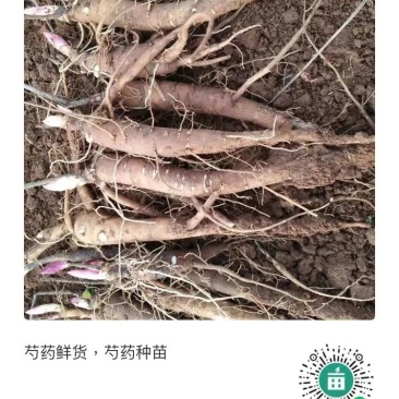 航天赤芍一年生种苗，价格低，效益高