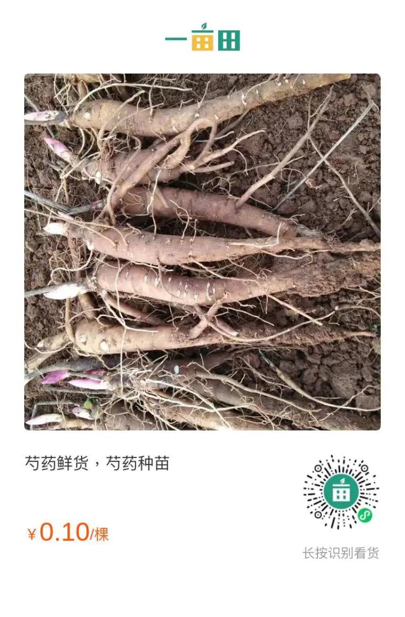 航天赤芍一年生种苗，价格低，效益高