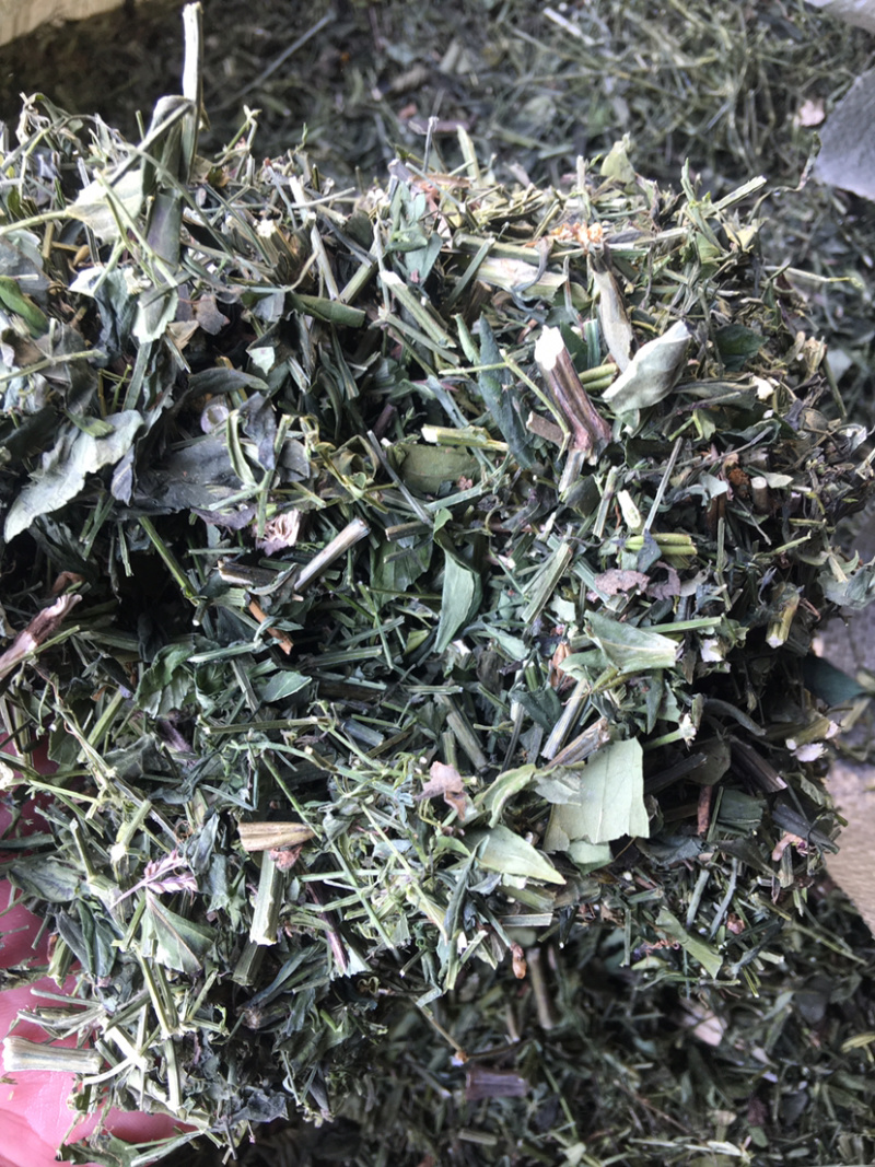 穿心莲全新上市穿心莲枝干