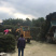 穿心莲全新上市穿心莲枝干