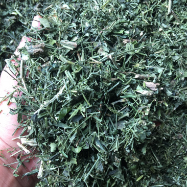 穿心莲全新上市穿心莲枝干