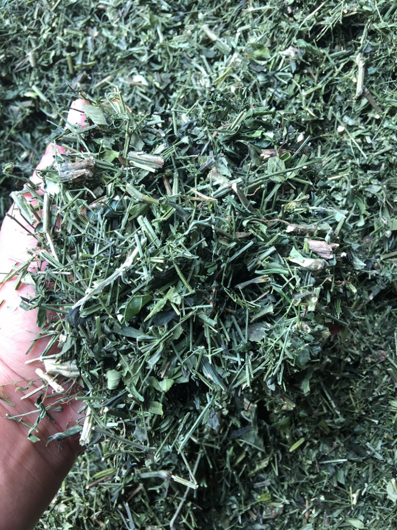 穿心莲全新上市穿心莲枝干