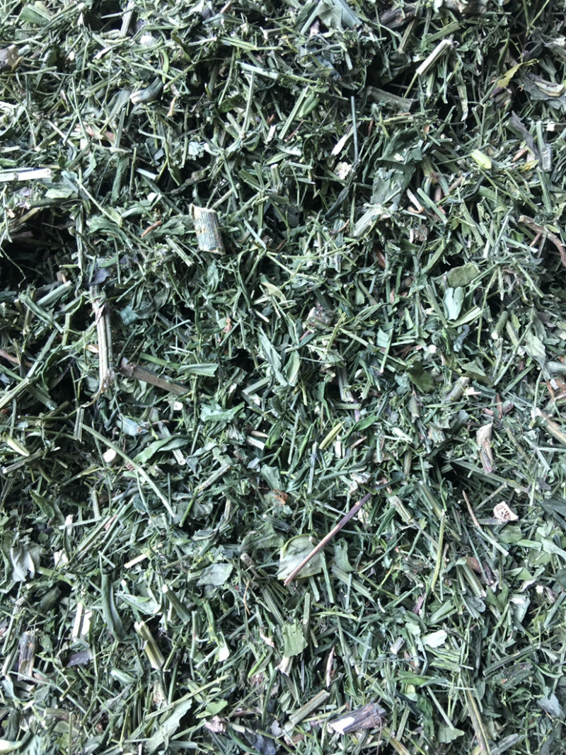 穿心莲全新上市穿心莲枝干