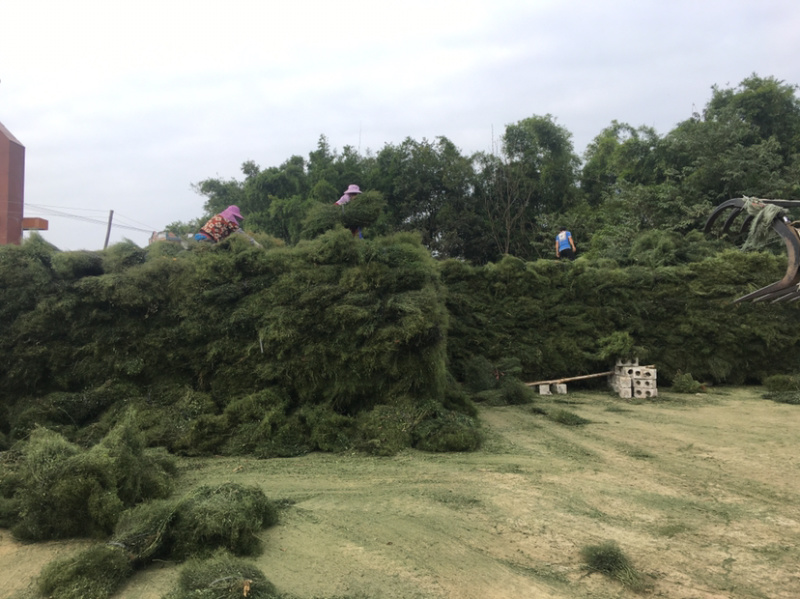穿心莲全新上市穿心莲枝干