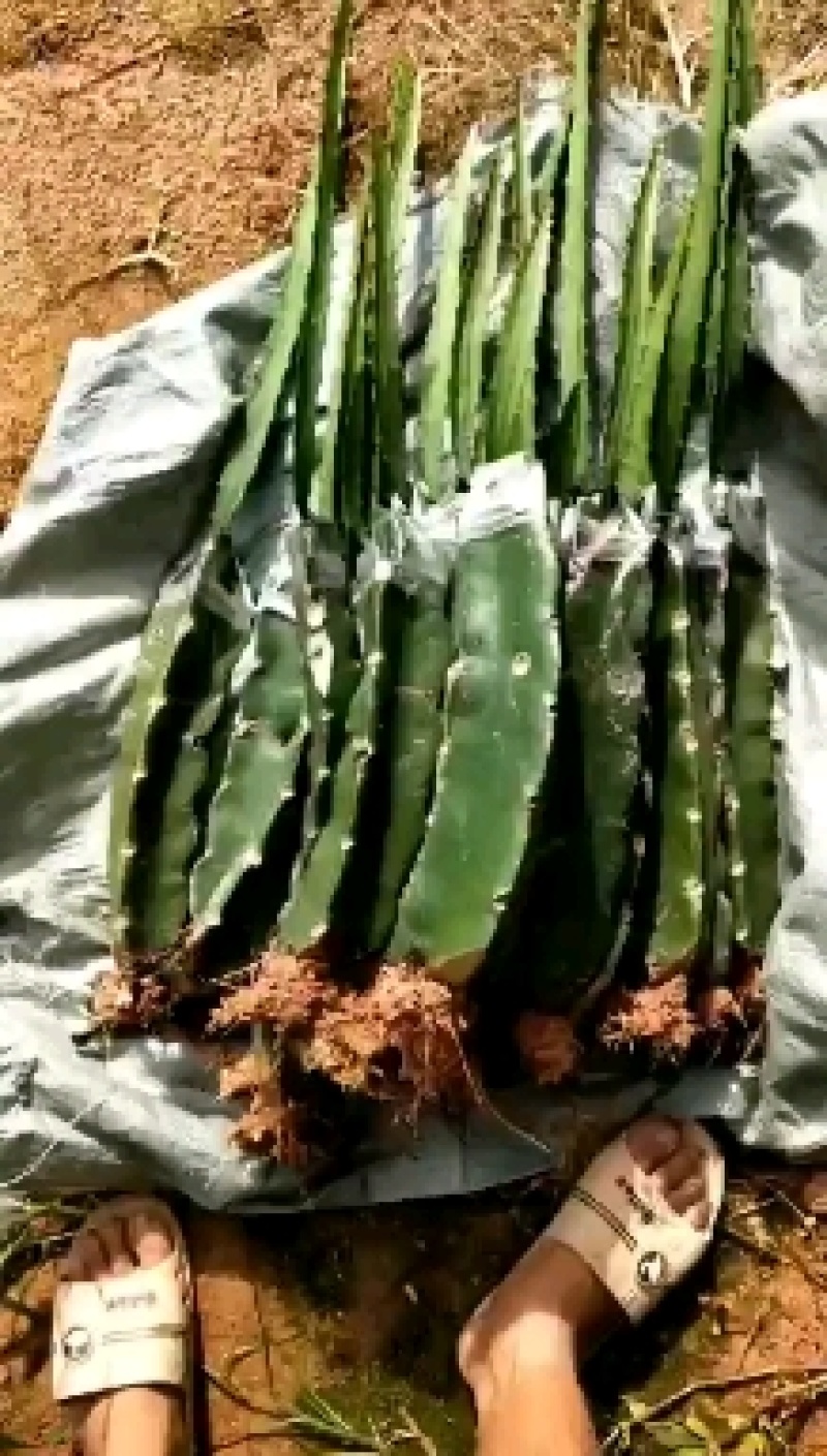 燕窝火龙果苗嫁接燕窝火龙果大红火龙果苗南北方庭院种植包邮