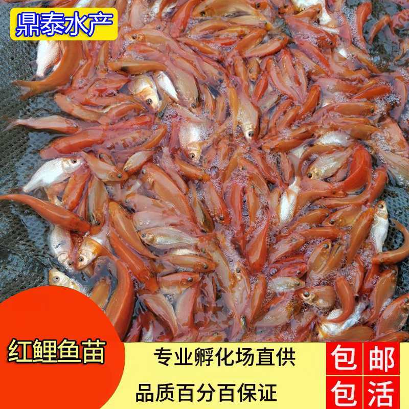 红鲤鱼苗，壹级红鲤鱼，兴国红鲤鱼苗，技术指导，场地直销。