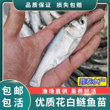 优质良种白鲢鱼苗，杂变快大鱼苗，规格齐全，质量保证。