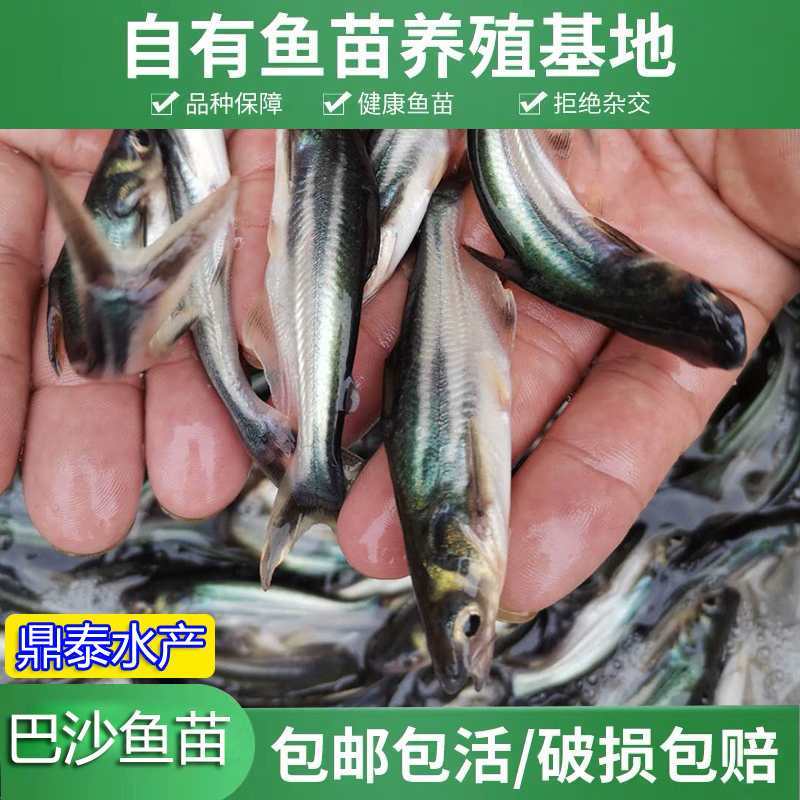 大量供应巴沙鱼苗，优质良种，规格齐全，量大从优可以送到塘