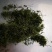 绞股蓝干货散装一斤起包邮量大从优
