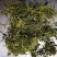 绞股蓝干货散装一斤起包邮量大从优