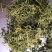 绞股蓝干货散装一斤起包邮量大从优