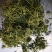 绞股蓝干货散装一斤起包邮量大从优