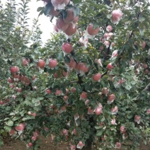 产地大量供应苹果，比美国的APPLE便宜多了