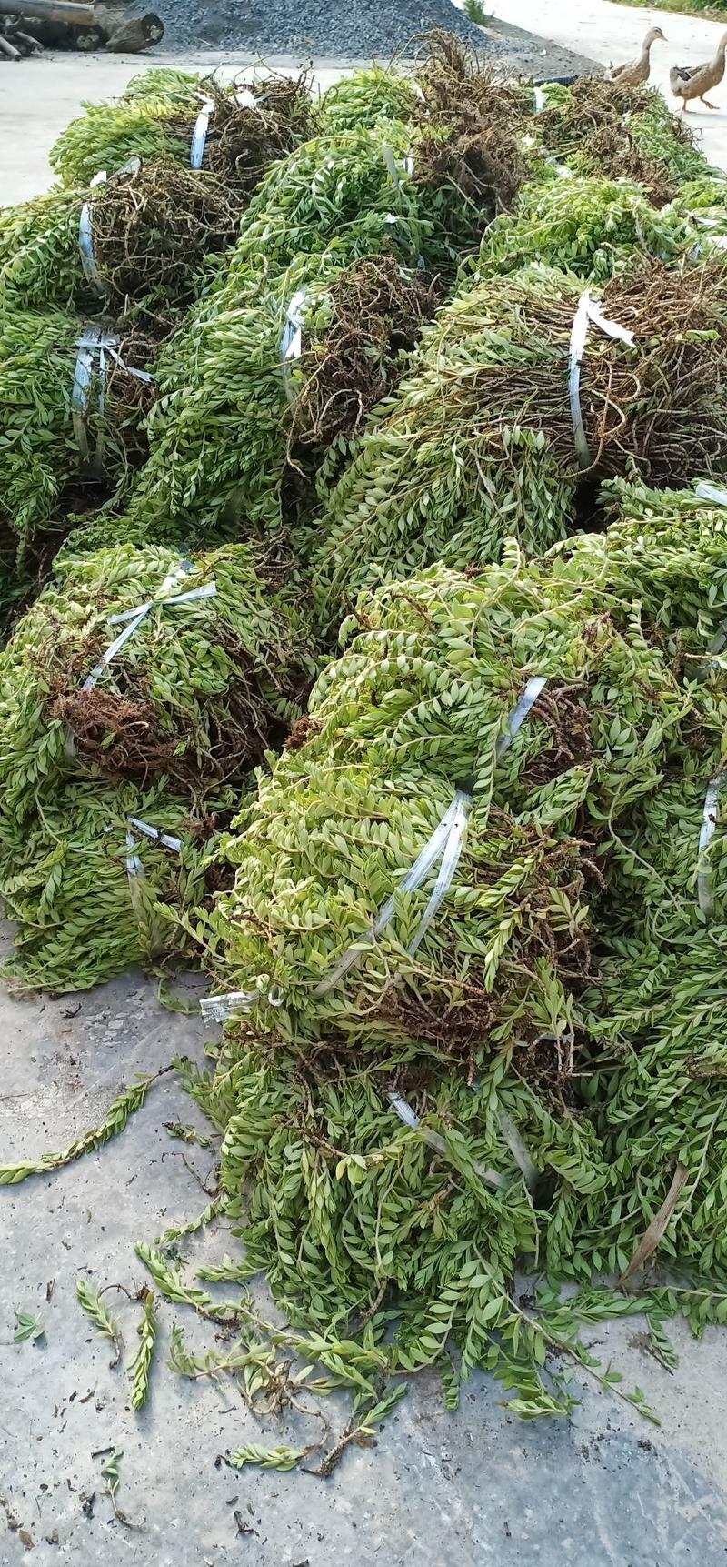 价格面议大量垂盆草出售批发零售一手货源。
