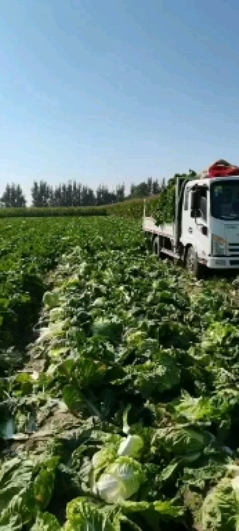 平度黄心优质白菜，毛菜八九斤，净菜四五六，鲜货实地考察。