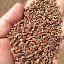 黑小麦黑麦22年新麦可做黑麦种子新乡产地