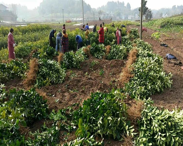 柑桔种植示范基地,展示科学管理下的标准化果园,果农正在学习修剪与施肥技术 柑桔示范基地