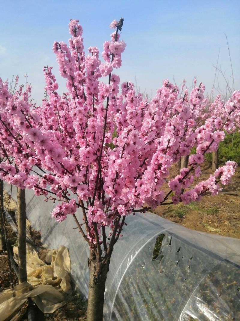 美人梅，花色鲜艳，成活率高，适应性广，全国各地均可种植