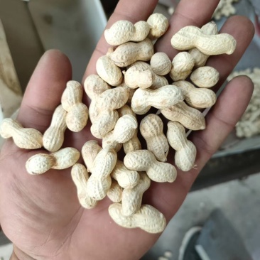 精品小日本炒花天府三炒花生小日本蒜味花生