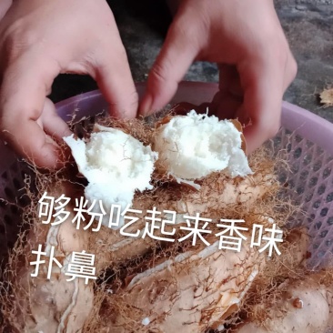 毛薯，也叫毛毛薯，粉嫩香