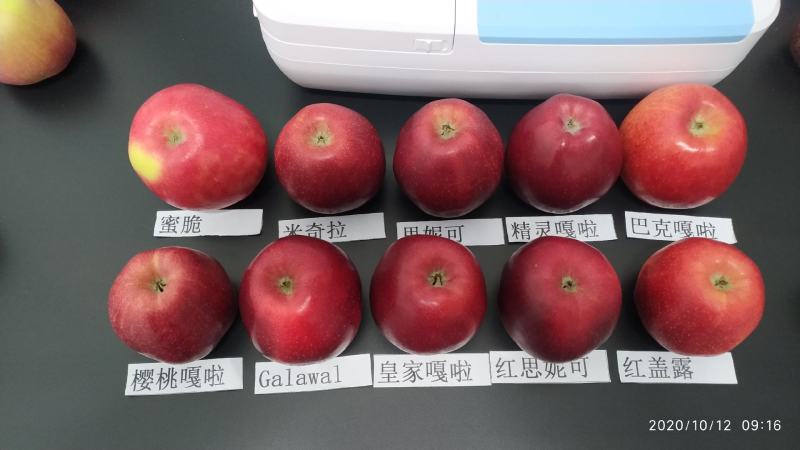甘肃省庆阳市宁县早胜大量嘎啦富士蜜脆有现货，支持看货。
