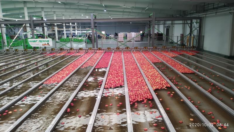 甘肃省庆阳市宁县早胜大量嘎啦富士蜜脆有现货，支持看货。
