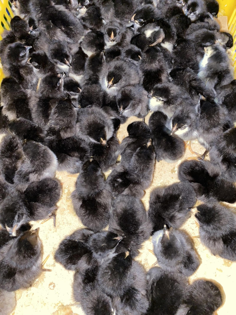 五黑鸡苗长期供应品种保证快大型价格优惠成活率95%