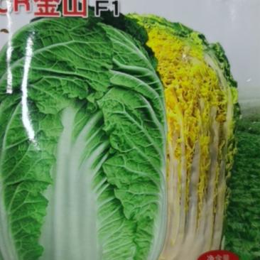 韩国进口白菜种子抗根肿病白菜种子