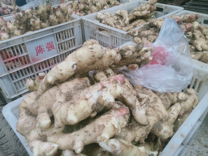 优质大姜，出售姜种……