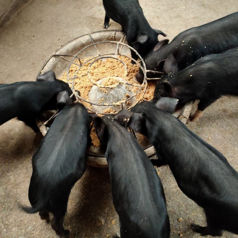 藏香猪怀孕母猪纯粮食喂养全国发货货到付款