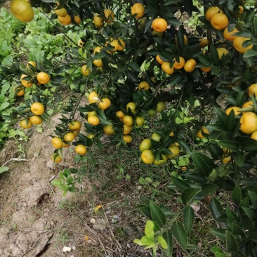 【推荐】湖南金桔产地，价格稳定常年供货全国各地市场咨询