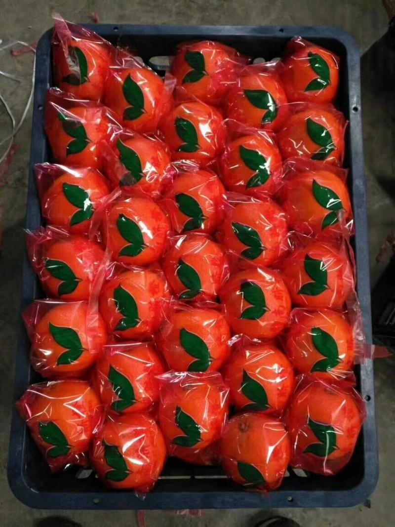 湖北纽荷尔脐橙，宜昌秭归脐橙主产地火红色的纽荷尔脐橙