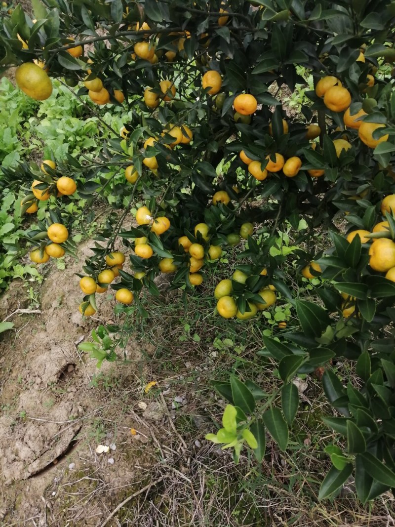 【推荐】湖南金桔产地，价格稳定常年供货全国各地市场咨询