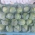 甘肃临洮高原夏菜大量供应，甘蓝价格稳定，货源充足！