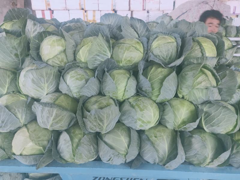 甘肃临洮高原夏菜大量供应，甘蓝价格稳定，货源充足！
