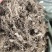 野生地胆头草鞋根地斩头煲汤料，统货