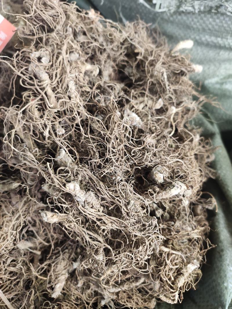 野生地胆头草鞋根地斩头煲汤料，统货